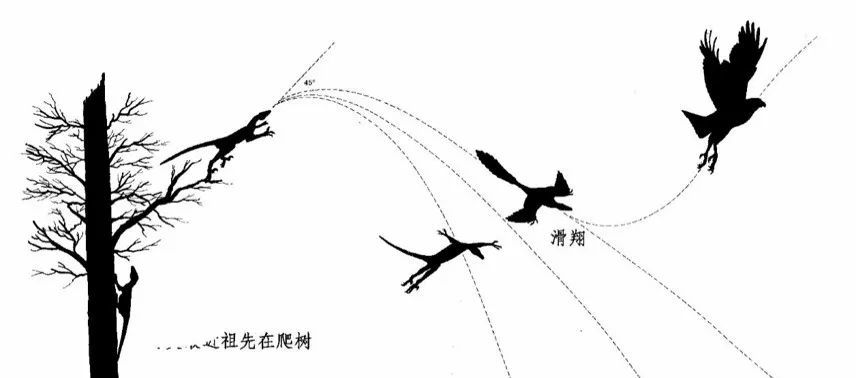 巨大的恐龙怎么样变成了鸟类?巨大的猿猴进化成了人类?