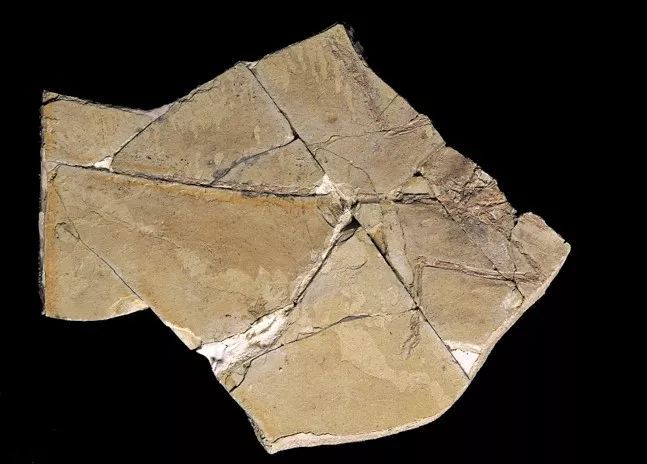 巨大的恐龙怎么样变成了鸟类?巨大的猿猴进化成了人类?