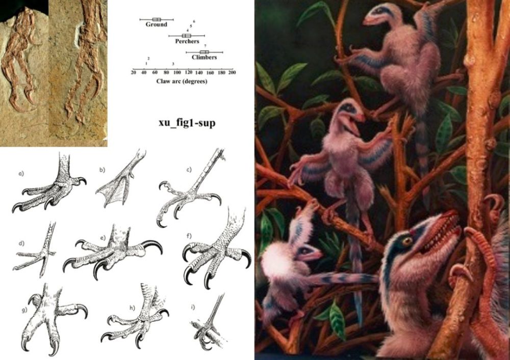 巨大的恐龙怎么样变成了鸟类?巨大的猿猴进化成了人类?