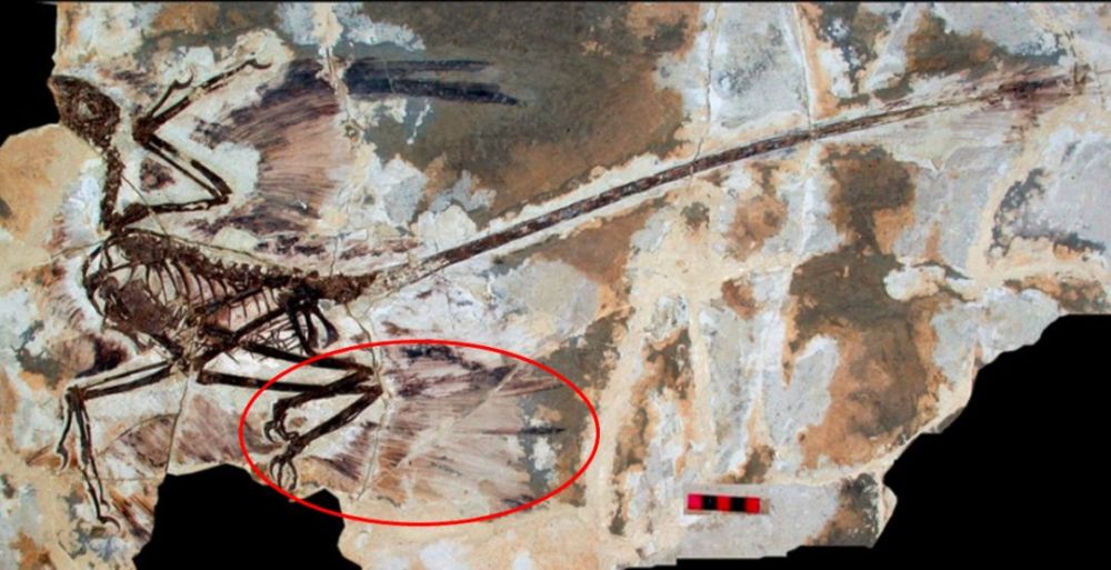 巨大的恐龙怎么样变成了鸟类?巨大的猿猴进化成了人类?