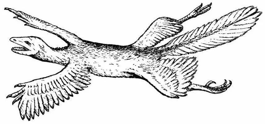 巨大的恐龙怎么样变成了鸟类?巨大的猿猴进化成了人类?