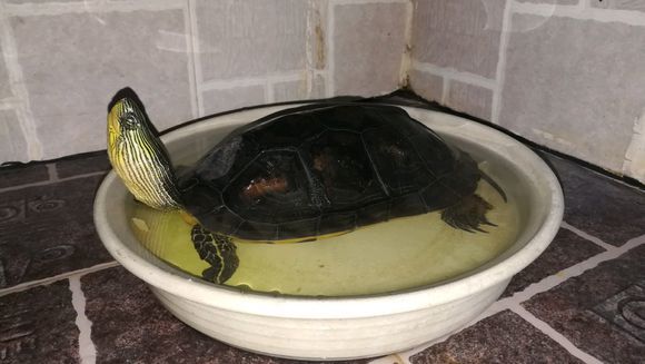 男子柳江钓起十斤大龟,竟是濒危的花龟,男子:差