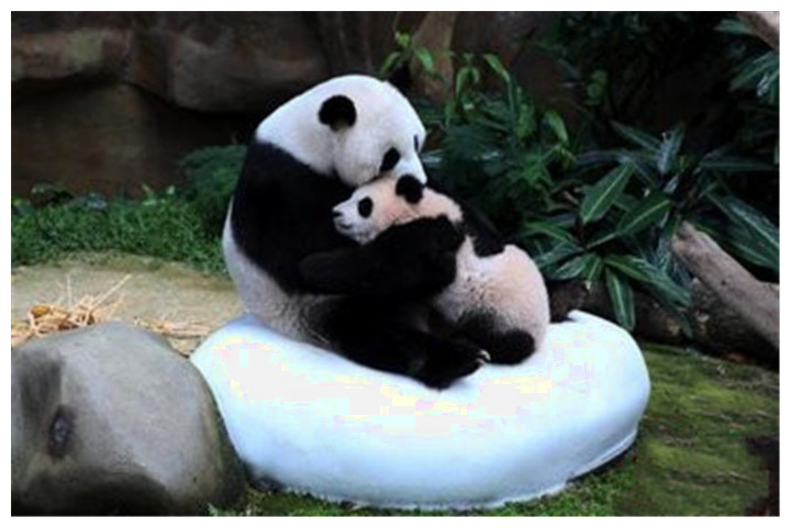 中国大熊猫把马来西亚吃穷了,当地人急着退货