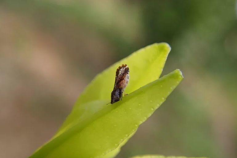 木虱为什么是橘园里的地狱使者这些防治建议可参考