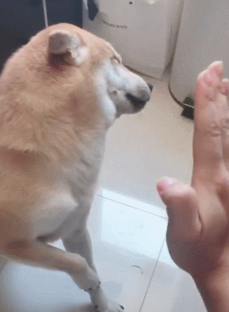 柴犬爱翻垃圾桶,主人想要伸手打它,结果狗狗的反应让人笑喷