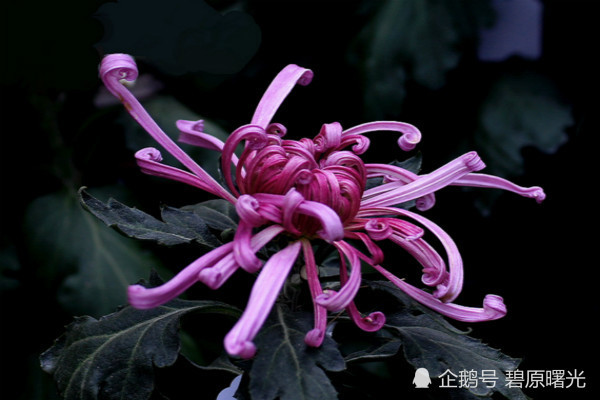 菊花又名帝女花,在我國栽培歷史久,深受人們喜愛.