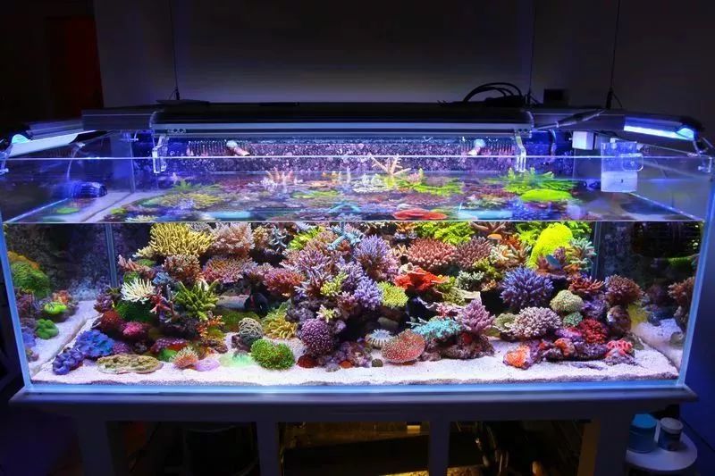 90海缸造景sps-千图网