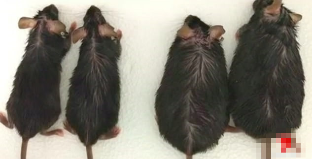 福音:科学家将研制出一种安全的奇迹减肥药,让