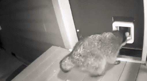 小浣熊想偷溜进别人家,刚进去就被挠了满脸,吓得连滚带爬立马逃