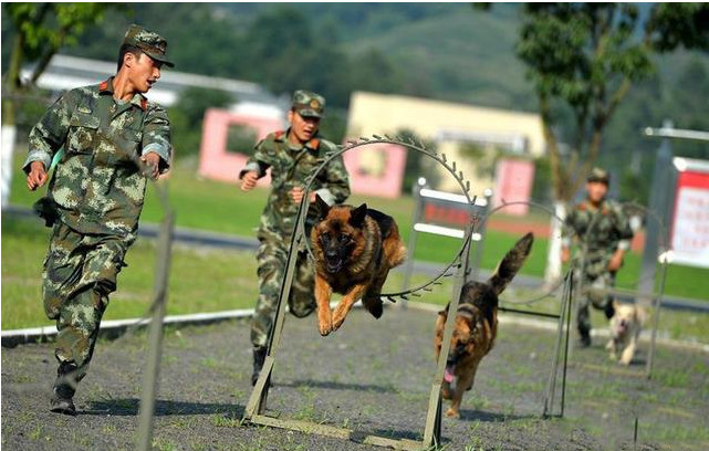 军犬,狗狗,警犬,军人狗狗,宠物狗