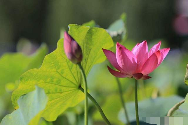 孔子,菜根譚,曾國藩,國學,正能量