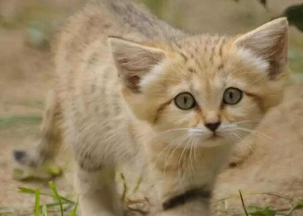 地球上10大禁止家养的名猫,第四狞猫,第十薮猫