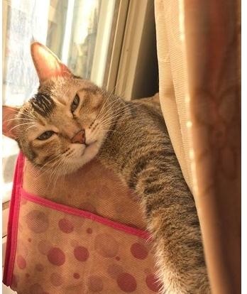 戏精猫偷偷用手捞水喝 听到奶奶来了立刻开启正常模式秒装乖