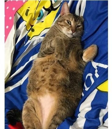 戏精猫偷偷用手捞水喝 听到奶奶来了立刻开启正常模式秒装乖