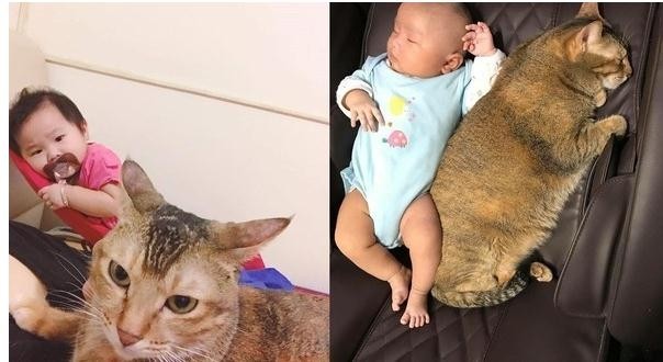 戏精猫偷偷用手捞水喝 听到奶奶来了立刻开启正常模式秒装乖