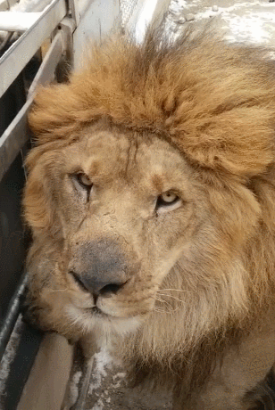 狮子欺负老婆被关起来刨门想道歉一幅可怜样惹人笑