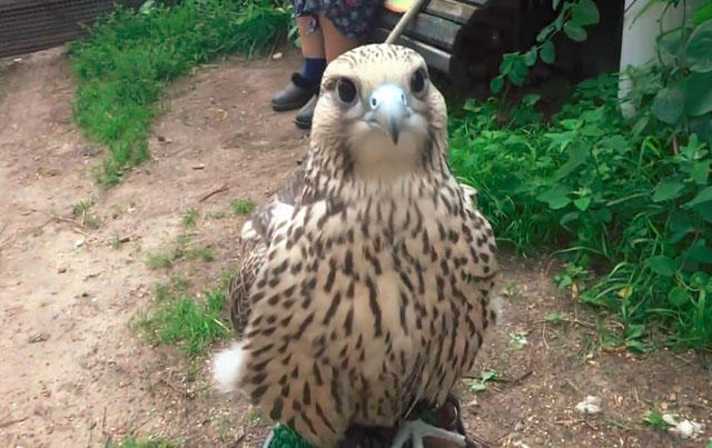 主人带一群人围观鹰宝宝,把老鹰给惹怒了,结果悲摧的挨了一顿啄