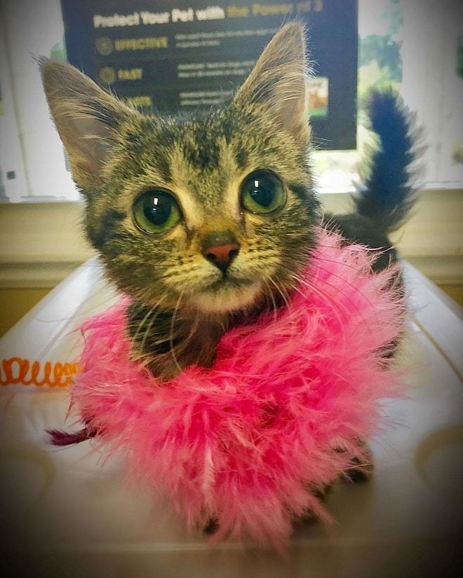 救活一只不断抽搐的小病猫,几个月以后发现它