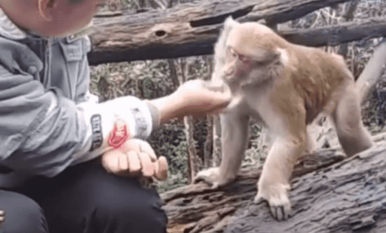 反而抢夺游客手中之物不害怕人类峨眉山的猴子成精所以长颈鹿的脖子
