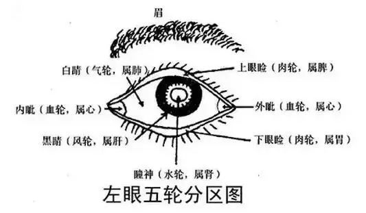 瞳仁属肾,称为水轮;黑睛属肝,称为风轮;两眦血络属心,称为血轮