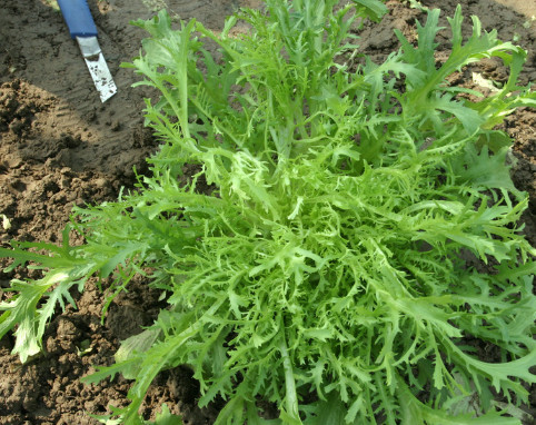 野菜,苦菊,苦菜,胡蘿蔔素,營養價值