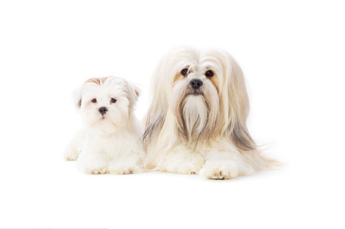 养狗排名_文明养狗图片(2)