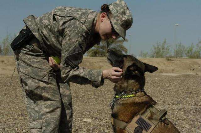 軍人退役了可以回家,退役的軍犬去哪兒?解放軍辦法很聰明