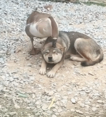 被大鹅啄头皮,二货模样还挺享受,狗:爽,再使点劲儿