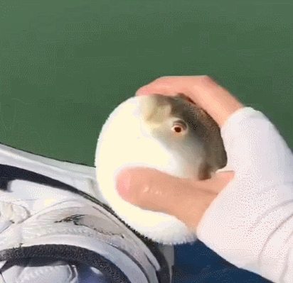 小伙用河豚刷aj,放水里后整只鱼都飘了:呦吼!我刷过aj