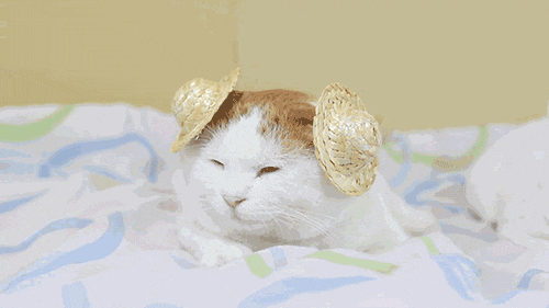500_281gif 动态图 动图