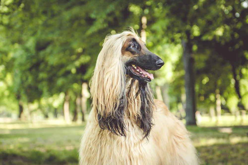 追溯世界上最古老的犬种,它们深受古代帝王的喜爱