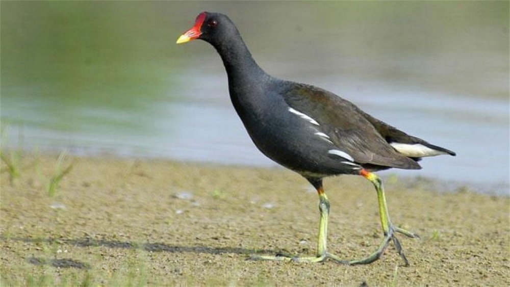 身价最高的鸡:估价100万,只剩300只,珍贵程度堪比大熊猫