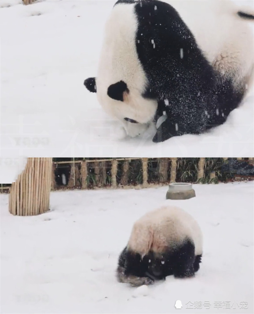 大熊猫雪堆中翻跟头,翻到一半做出雷人举动,网友:饿急眼了吗?