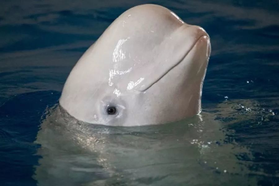 再见啦,小灰和小白!长风海洋世界的两只白鲸将放归自然保护区