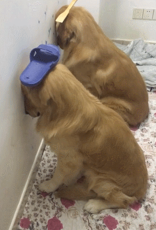 金毛被主人罚面壁思过,双双顶东西,网友:老实得让人想笑