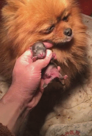 狗狗早产生出宝宝,抓起狗崽责备狗妈,狗妈一脸忧郁愧疚
