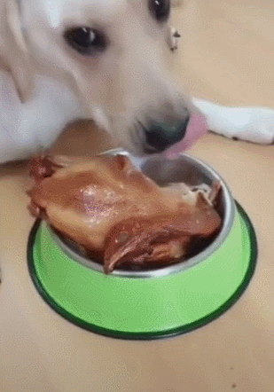 狗狗正在吃烧鸡,主人询问想吃个腿,狗狗一听脸色大变!