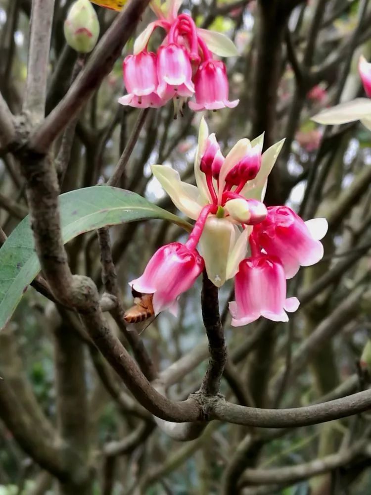 最美深圳梧桐山几十亩野生吊钟花春节将迎来盛花期