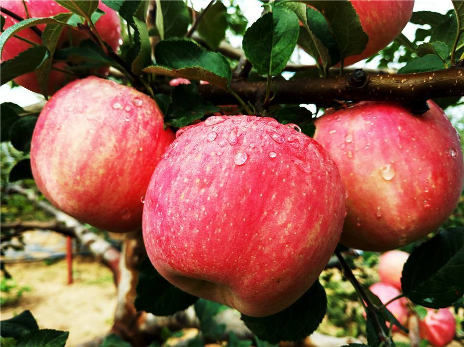 怀孕后这些水果要舍得吃,对准妈妈和胎儿都有好处,错过太可惜!