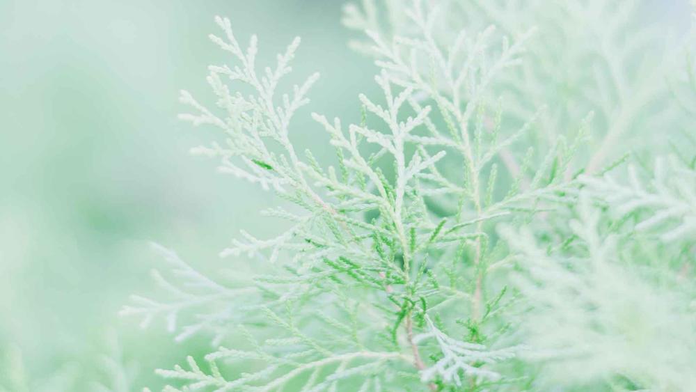 12星座,长大后最漂亮,会拿捏人心的3大星座女,令人神魂颠倒