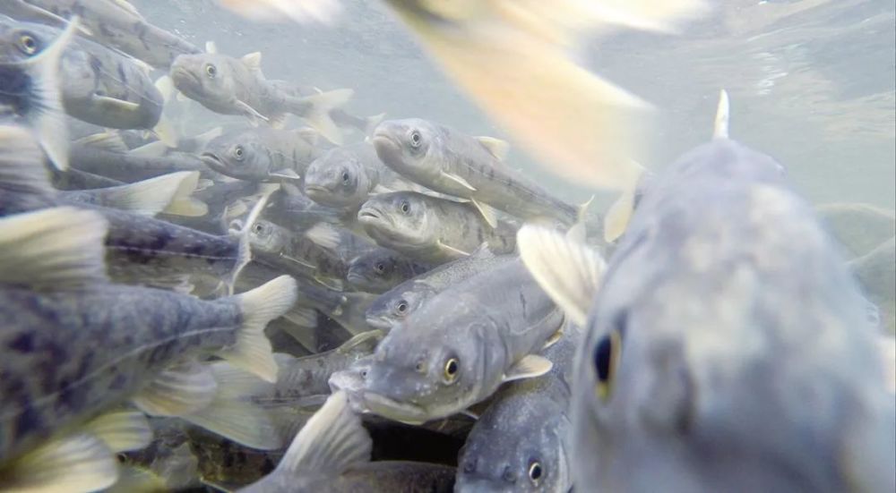 湟魚迴游季 探秘青海湖