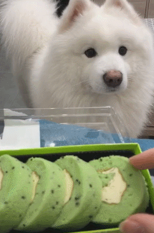 狗狗见到主人手拿糕点,从不眨眼,等吃的模样呆萌可爱