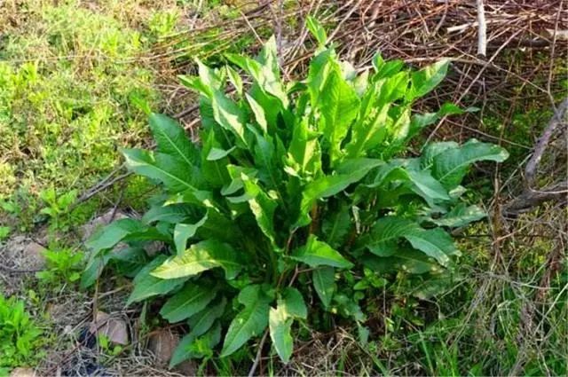 这种野草俗称"山大王",比醋还酸,可治大便困难,常被大家忽略