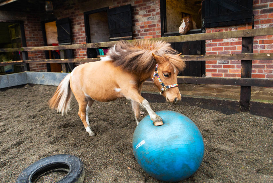 英国一小马驹因球技了得"走红",成英超队一员