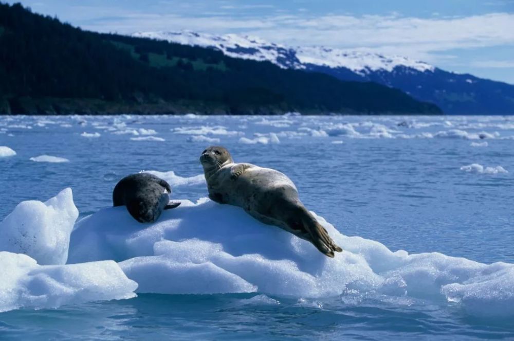 趵突泉里养海豹,海豹能当金鱼养?