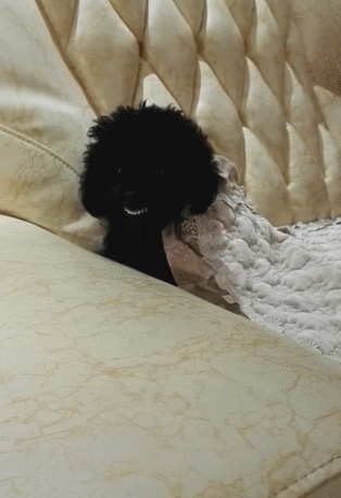 主人叫黑泰迪笑一笑,泰迪立马张开嘴,一幅白牙让人笑坏!_腾讯新闻