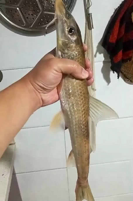 黄河中钓上来一尾奇怪的水米子,它比同类都要大几圈