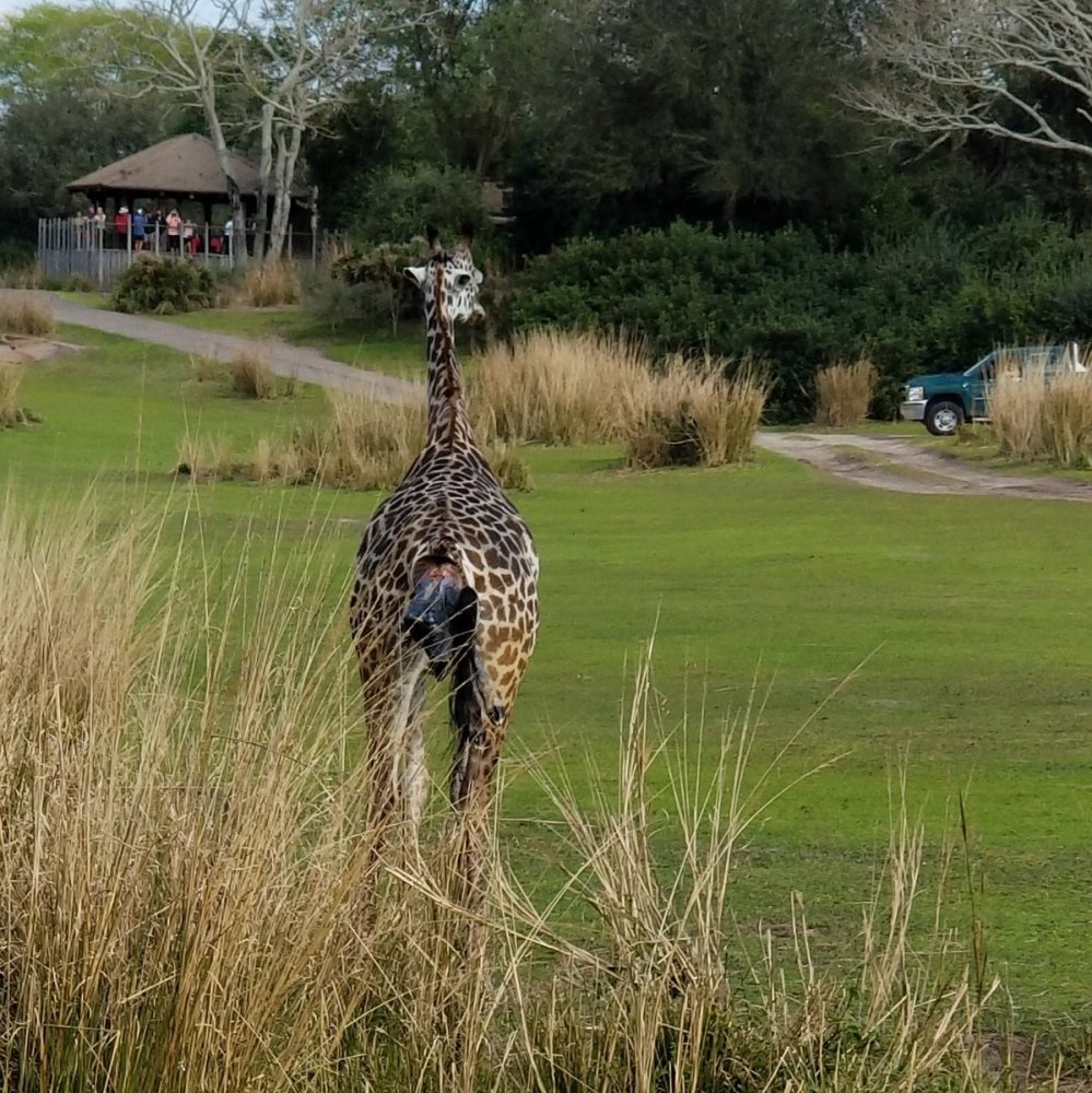 参观迪士尼世界,却看到长颈鹿妈妈直播生孩子