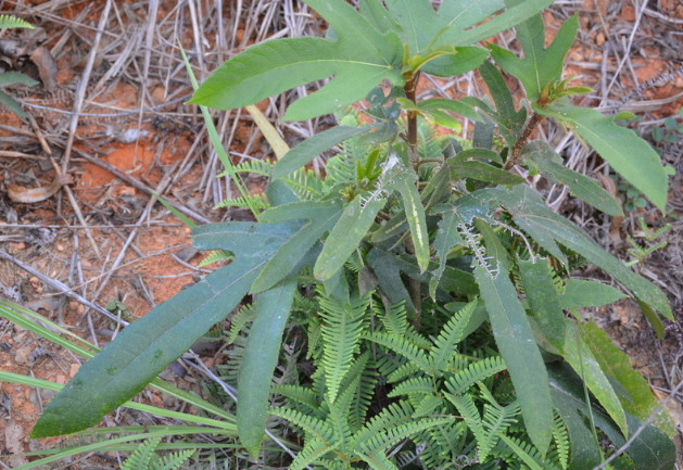 五指毛桃,野果子,葉子,植物,果實