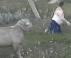 \